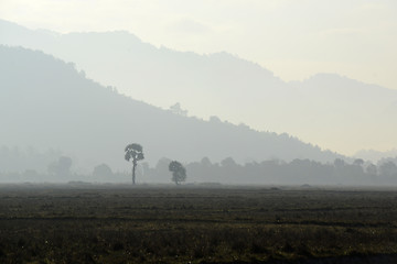 Image showing ASIA MYANMAR MYEIK AGRACULTURE