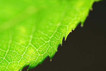 Image showing Green leaf edge