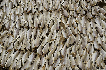 Image showing ASIA MYANMAR MYEIK DRY FISH PRODUCTION