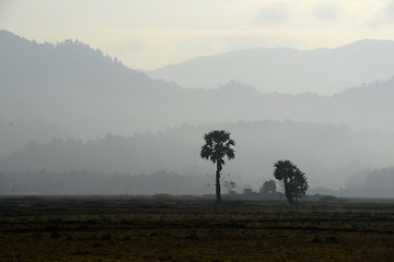 Image showing ASIA MYANMAR MYEIK AGRACULTURE