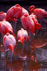 Image showing Flamingo