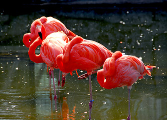 Image showing Flamingoes