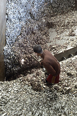 Image showing ASIA MYANMAR MYEIK FISHMEAL PRODUCTION