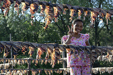 Image showing ASIA MYANMAR MYEIK DRY FISH PRODUCTION