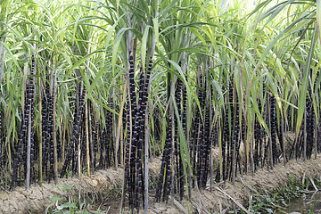 Image showing ASIA MYANMAR MYEIK SUGAR