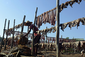 Image showing ASIA MYANMAR MYEIK DRY FISH PRODUCTION