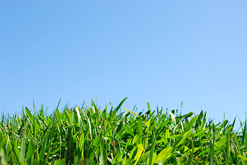 Image showing Grass and sky