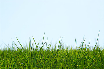 Image showing Grass sky background