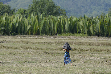 Image showing ASIA MYANMAR MYEIK AGRACULTURE PEOPLE