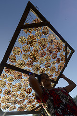 Image showing ASIA MYANMAR MYEIK DRY FISH PRODUCTION