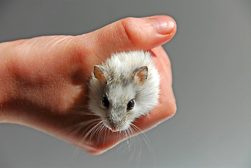 Image showing Hamster child hand