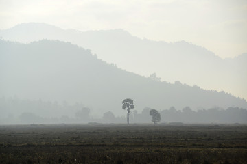 Image showing ASIA MYANMAR MYEIK AGRACULTURE