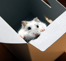 Image showing Hamster in a box