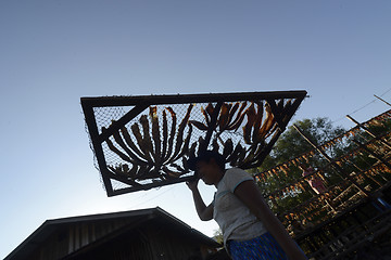 Image showing ASIA MYANMAR MYEIK DRY FISH PRODUCTION