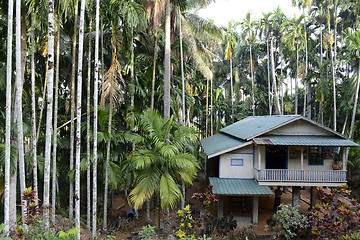 Image showing ASIA MYANMAR MYEIK AGRACULTURE PEOPLE