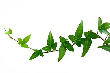 Image showing Ivy on white background 2