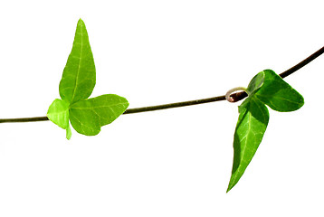 Image showing Ivy on white background 3