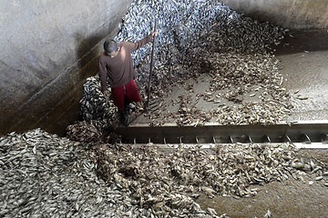 Image showing ASIA MYANMAR MYEIK FISHMEAL PRODUCTION