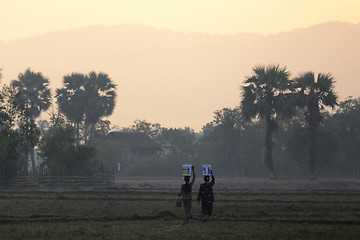 Image showing ASIA MYANMAR MYEIK AGRACULTURE