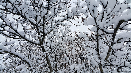 Image showing Branches covered with snow