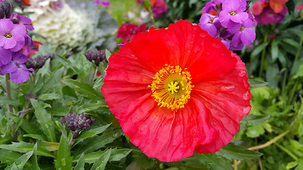 Image showing Beautiful red poppy