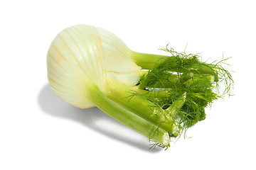 Image showing Florence fennel bulb on white