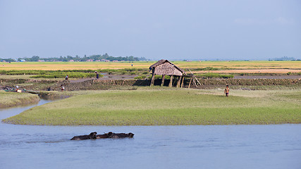 Image showing Rice fields along the Kaladan River in Myanmar