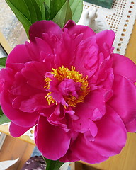 Image showing Peony