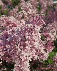 Image showing Pink lilac