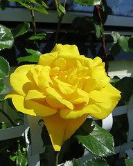 Image showing Rose