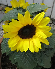 Image showing Sunflower