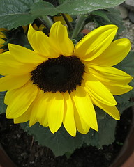 Image showing Sunflower