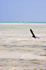 Image showing coastline    in the  blue lagoon relax  of zanzibar  africa 