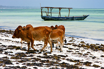 Image showing africa cow coastline boat pirague in the  blue  of zanzibar 