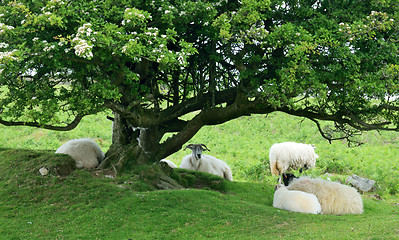 Image showing Sheep resting.