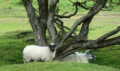 Image showing Old tree and sheep.