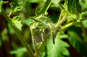 Image showing young tomato plant flowers