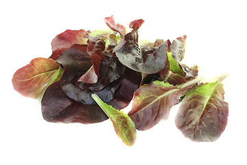 Image showing fresh red lettuce