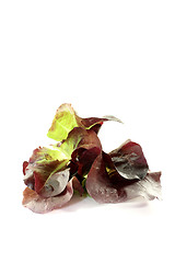 Image showing fresh delicious red lettuce