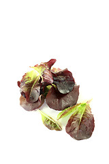Image showing delicious red lettuce