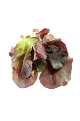 Image showing delicious crunchy red lettuce