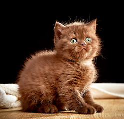 Image showing British chocolate kitten