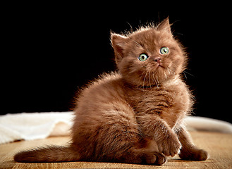 Image showing British chocolate kitten