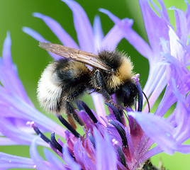 Image showing Busy Bee.