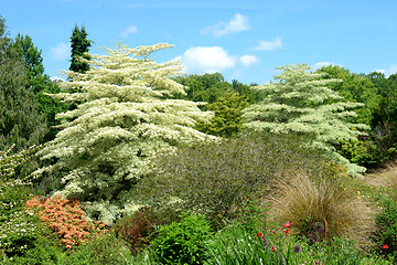 Image showing White tree garden.