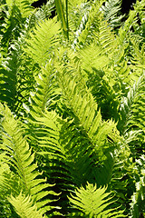 Image showing Ferns in relief.