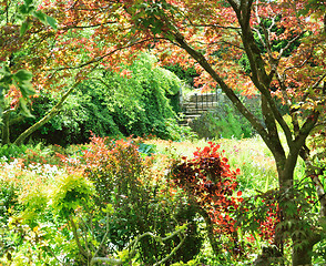 Image showing Garden seen through the tree.