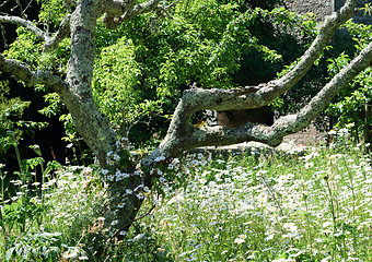 Image showing Lichen on tree in Orchard.