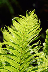 Image showing FERN IN SILHOUETTE.