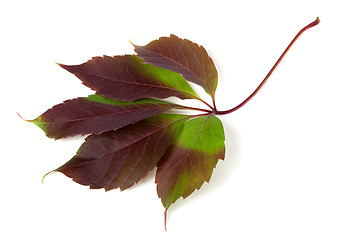 Image showing Multicolor autumn grapes leaf (Parthenocissus quinquefolia folia